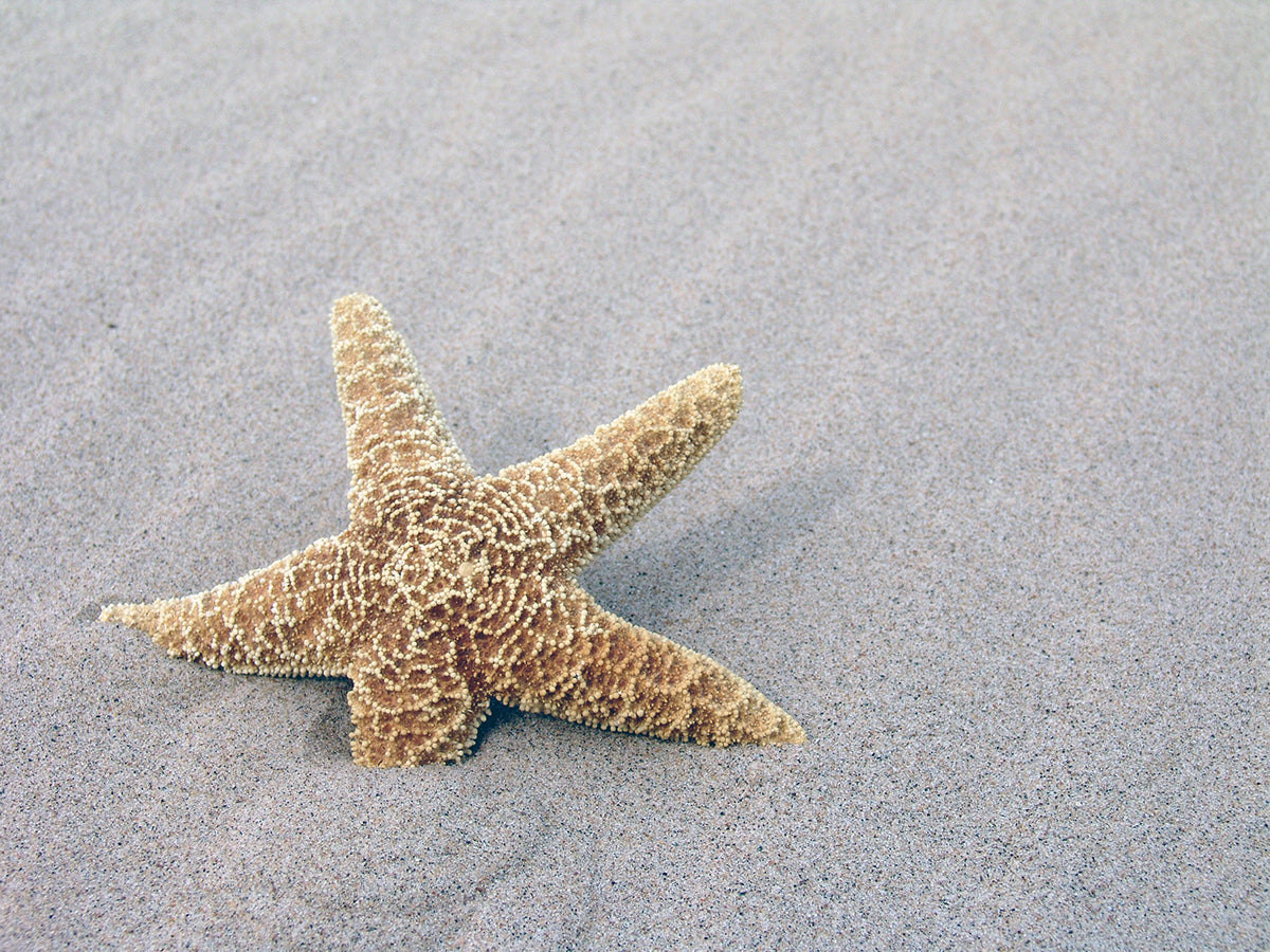 Free Starfish on Sandy Beach Stock Photography
