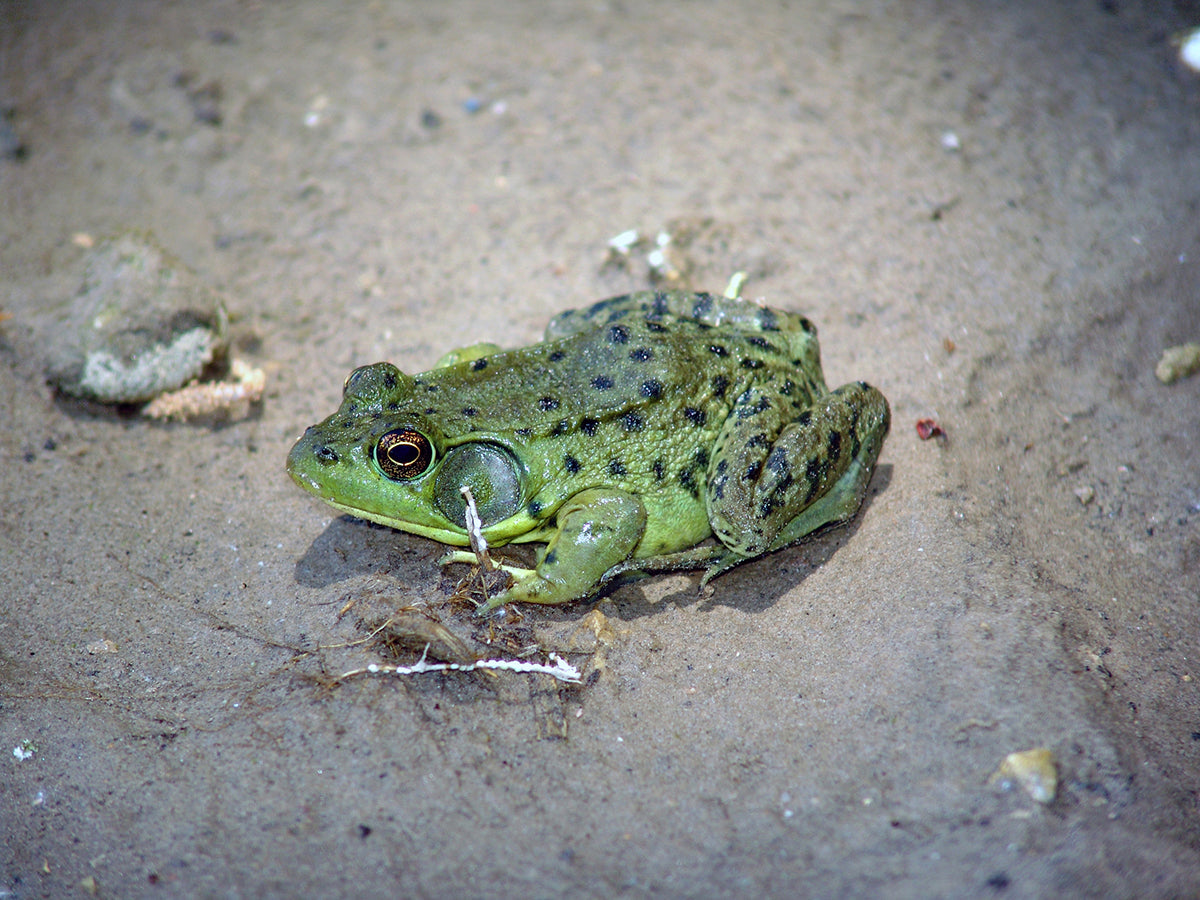 Free Green Frog on Muddy Ground Stock Photography