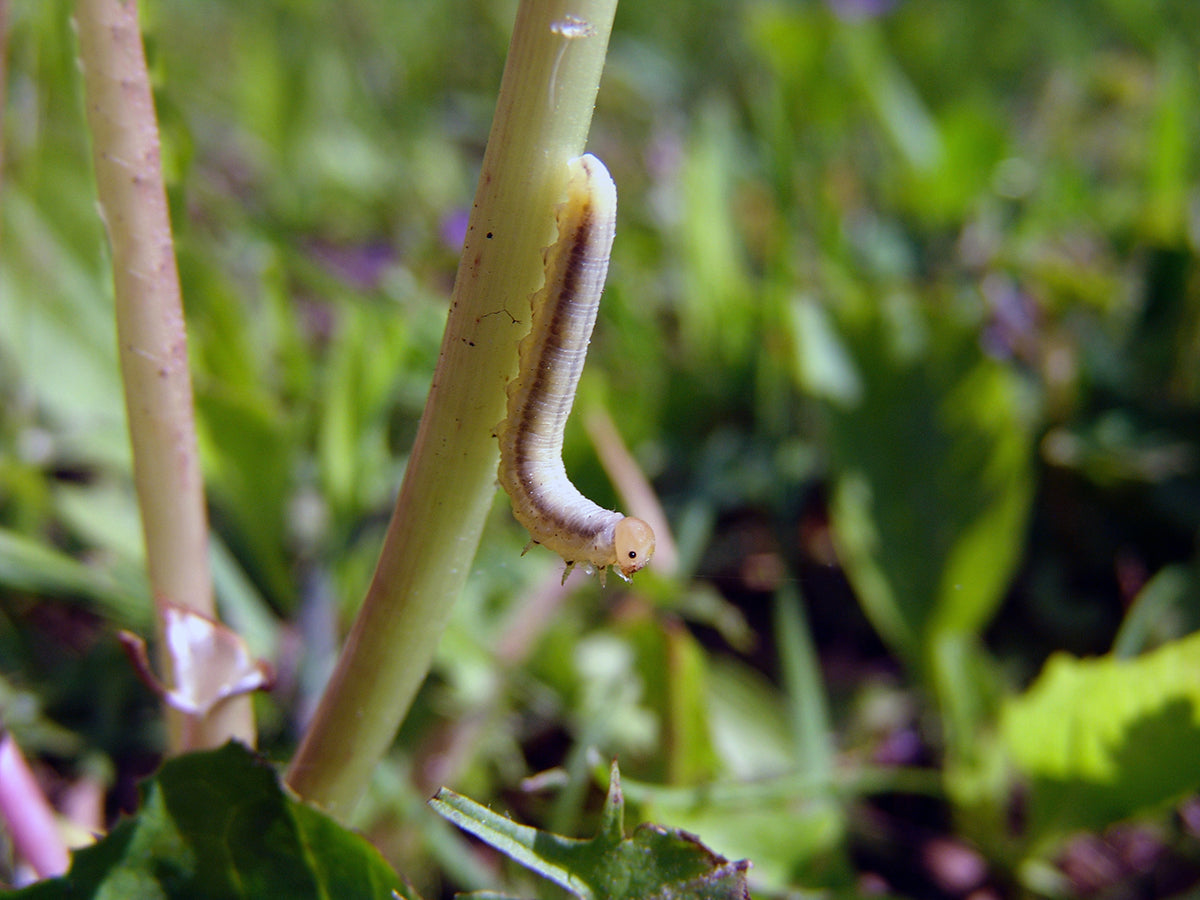 Free Caterpillar on Plant Stem Stock Photography