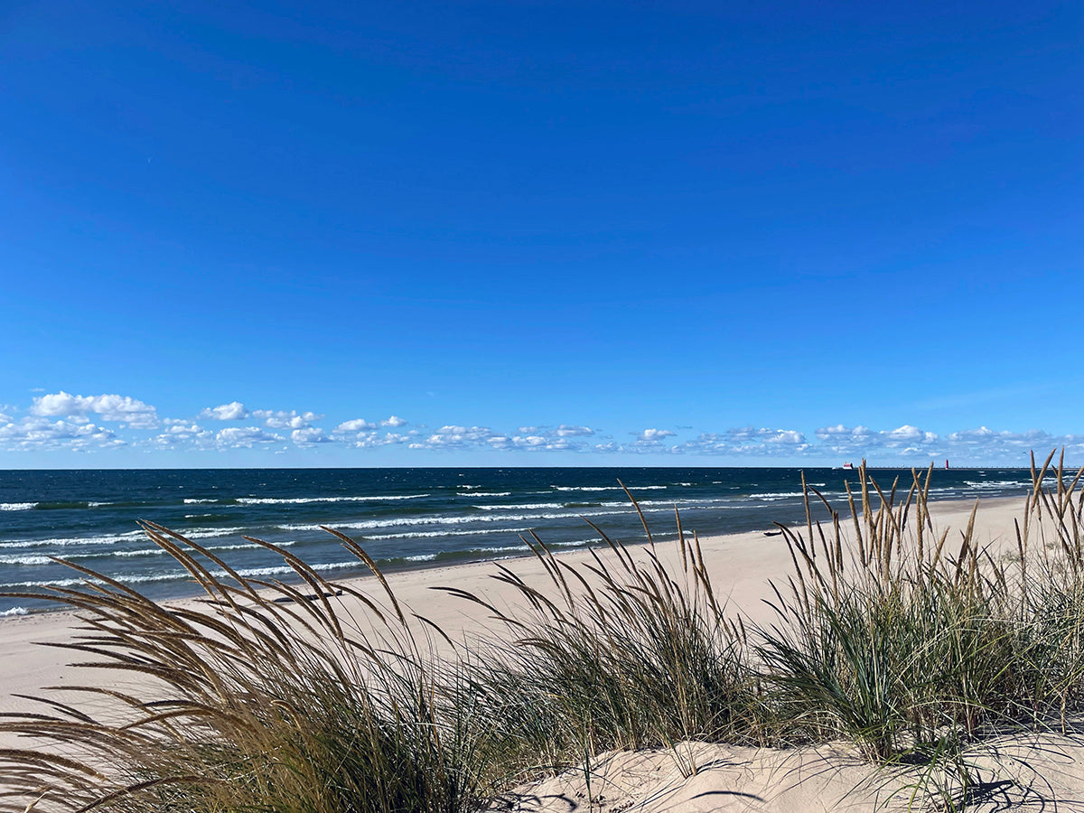 Free Windblown Beach Grasses Stock Photography