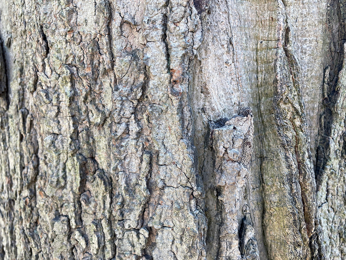 Free Tree Bark Close Up with Grooves Stock Photography