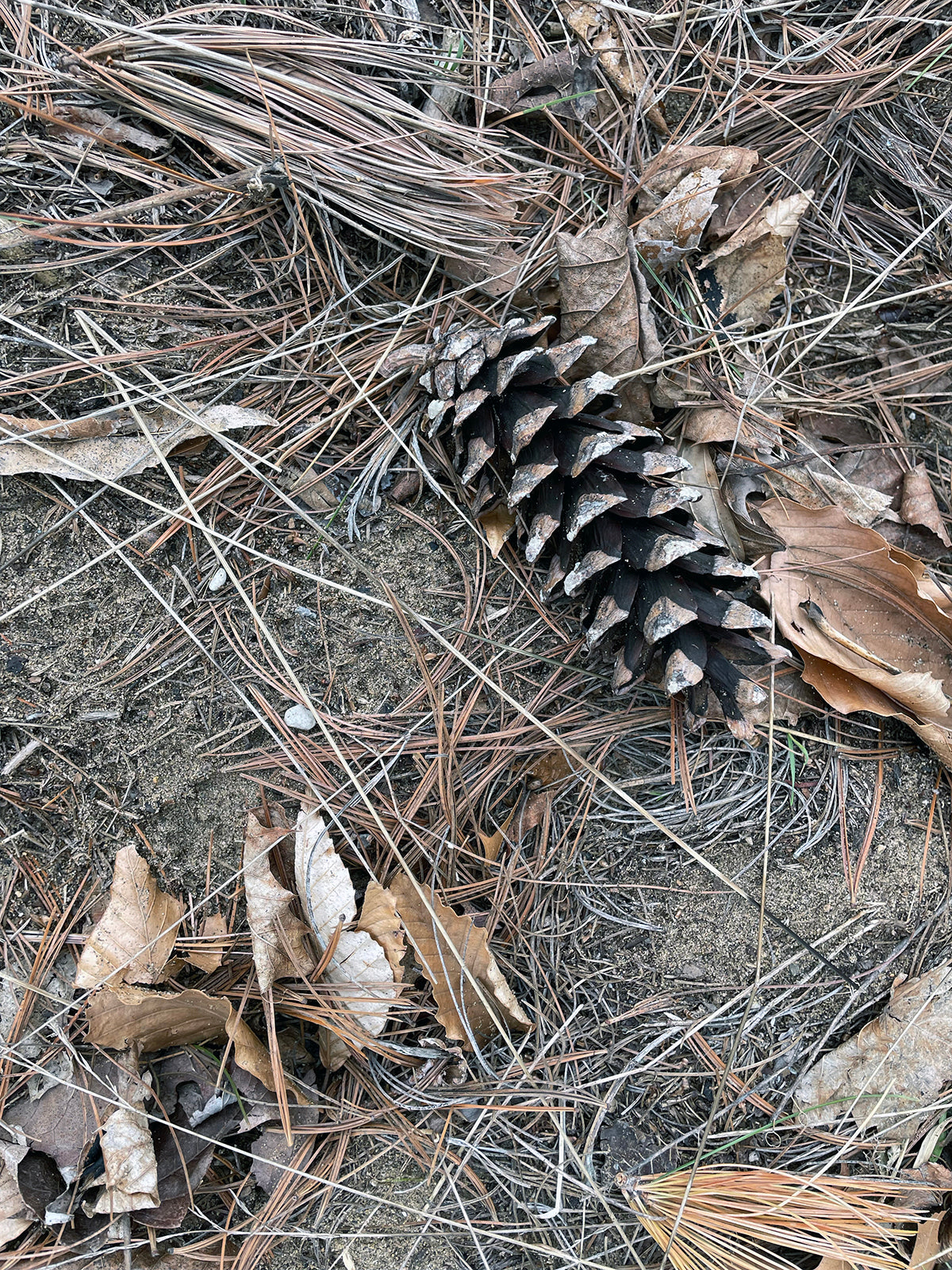 Free Scattered Pine Needles and Pinecone Stock Photography