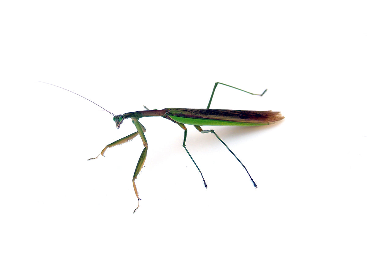Free Side View of a Praying Mantis Stock Photography