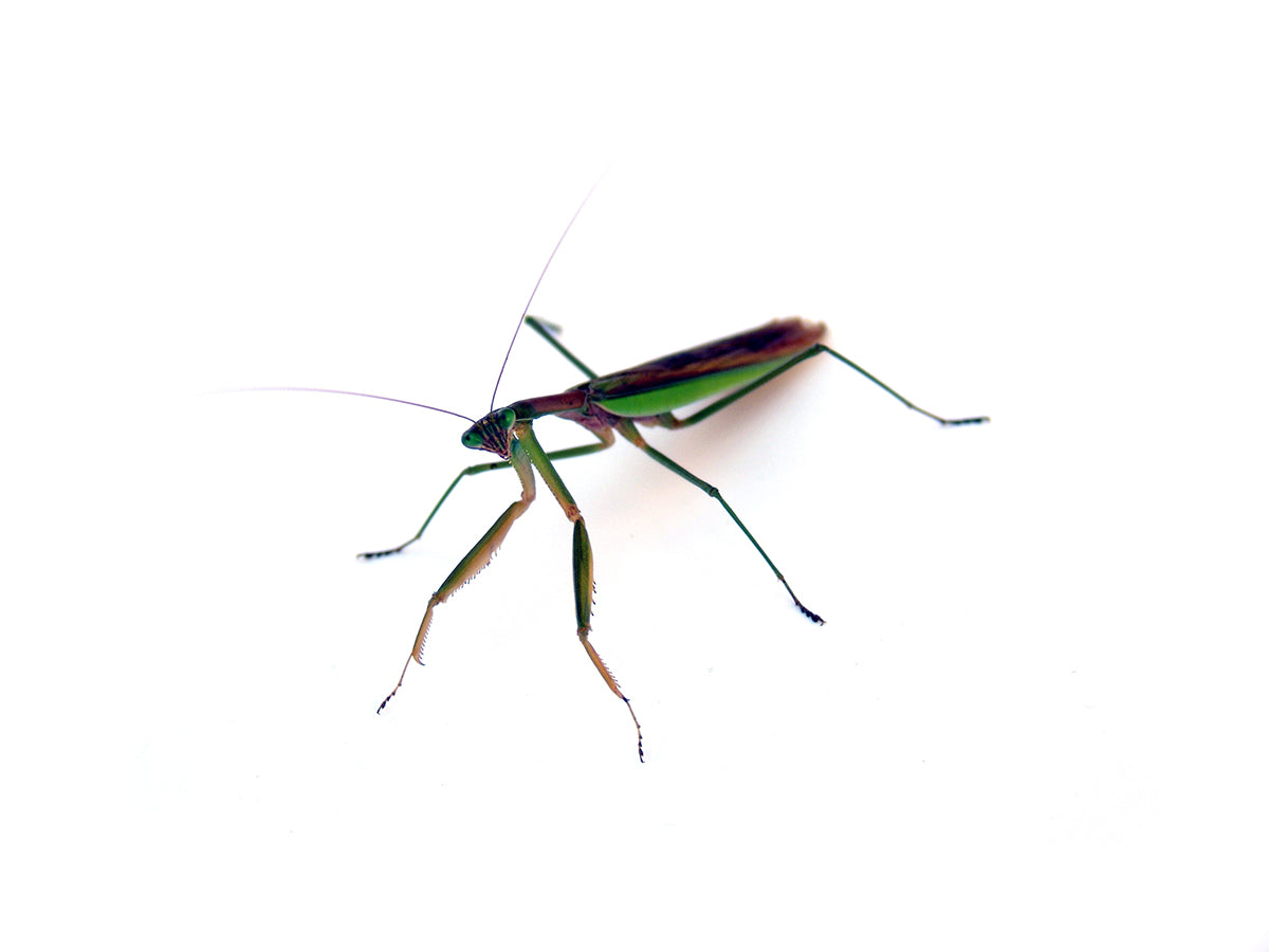 Free Three-Quarter View of Praying Mantis Stock Photography