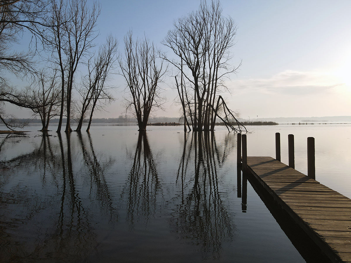 Free Early Morning Lake Scene with Bare Trees and Dock Stock Photography