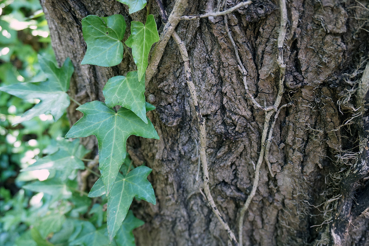 Free Ivy and Thin Vines on Tree Bark Stock Photography