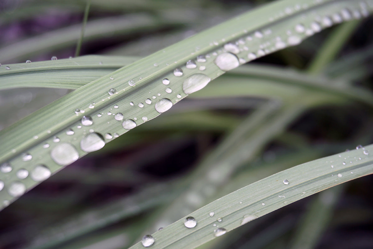 Free Rain Drops on Green Grass Stock Photography
