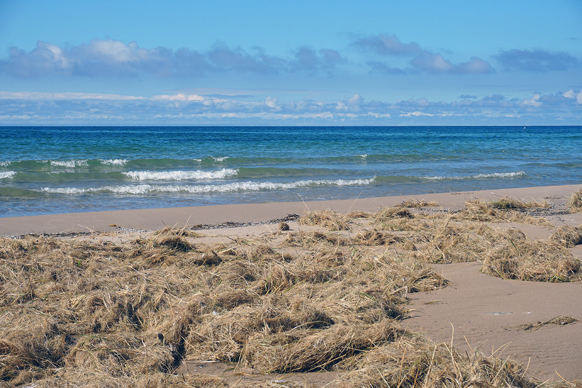 Free Shoreline with Washed-Up Grass and Gentle Waves Stock Photography