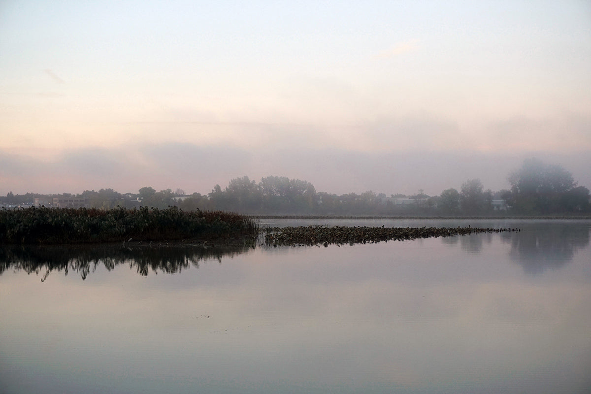Free Wetlands and Tree Line in Morning Fog Stock Photography
