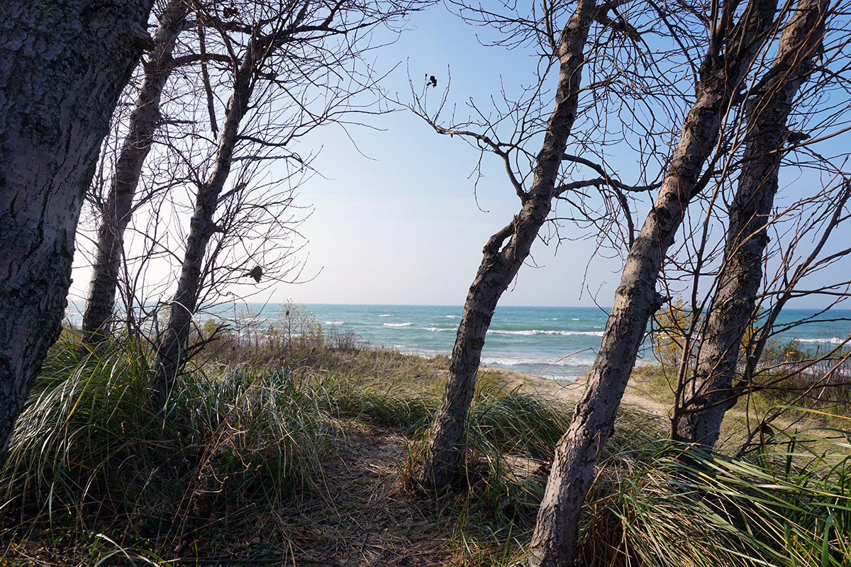 Free Windswept Dunes and Trees by Lake Stock Photography