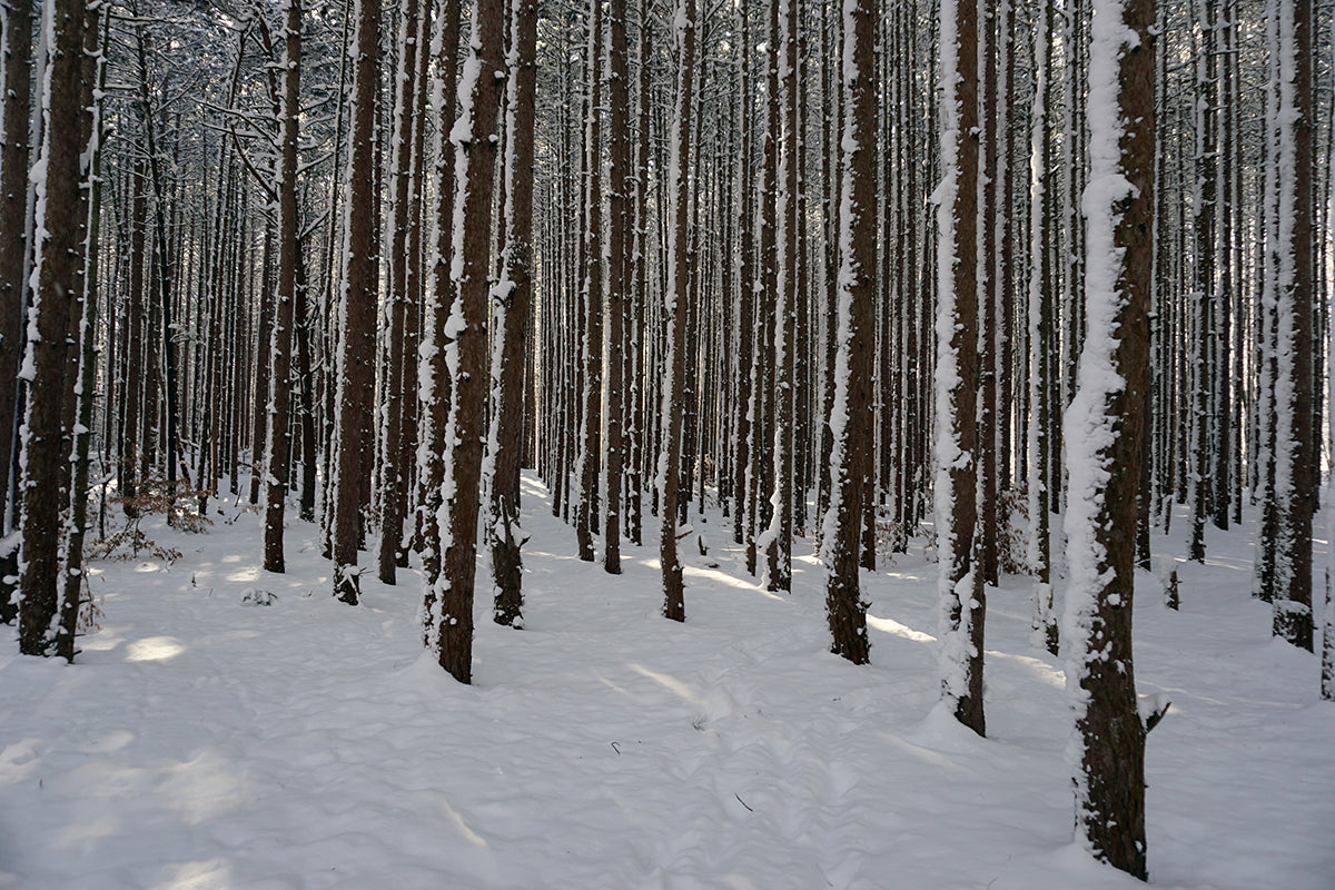 Free Snowy Pine Forest Floor Stock Photography