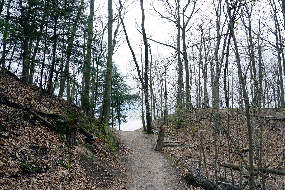 Free Trail Through Spring Forest to Lake Stock Photography