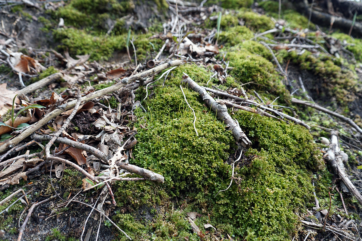 Free Forest Floor with Moss and Twigs Stock Photography