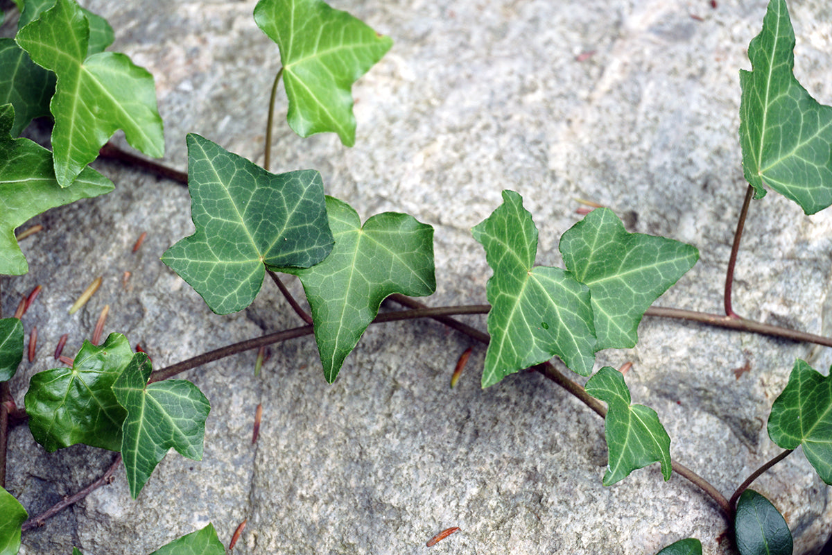 Free Ivy Vine Across Rock Stock Photography