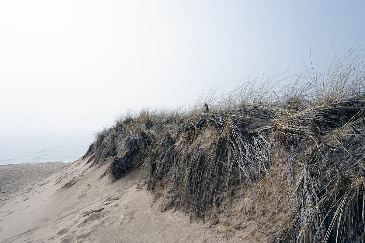 Free Windblown Grasses on Sandy Bluff Stock Photography