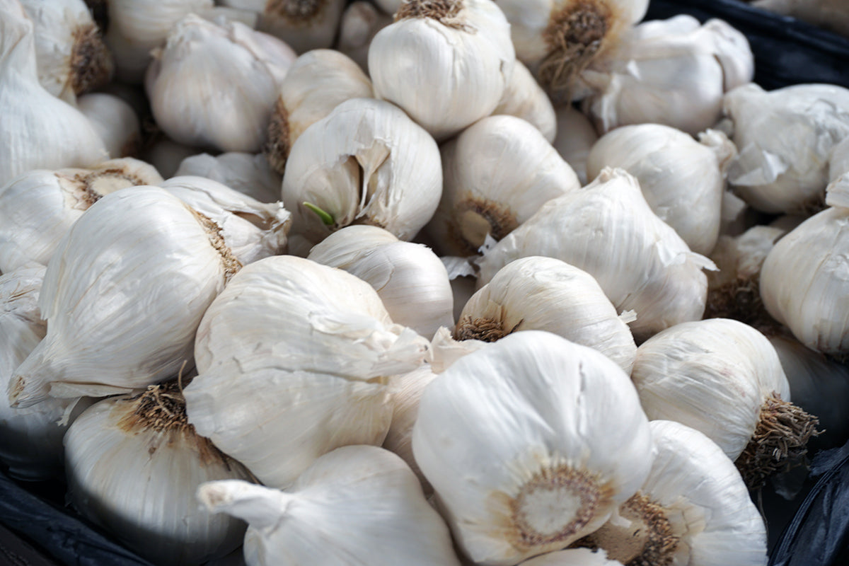Free Close-Up of Fresh Garlic Bulbs Stock Photography