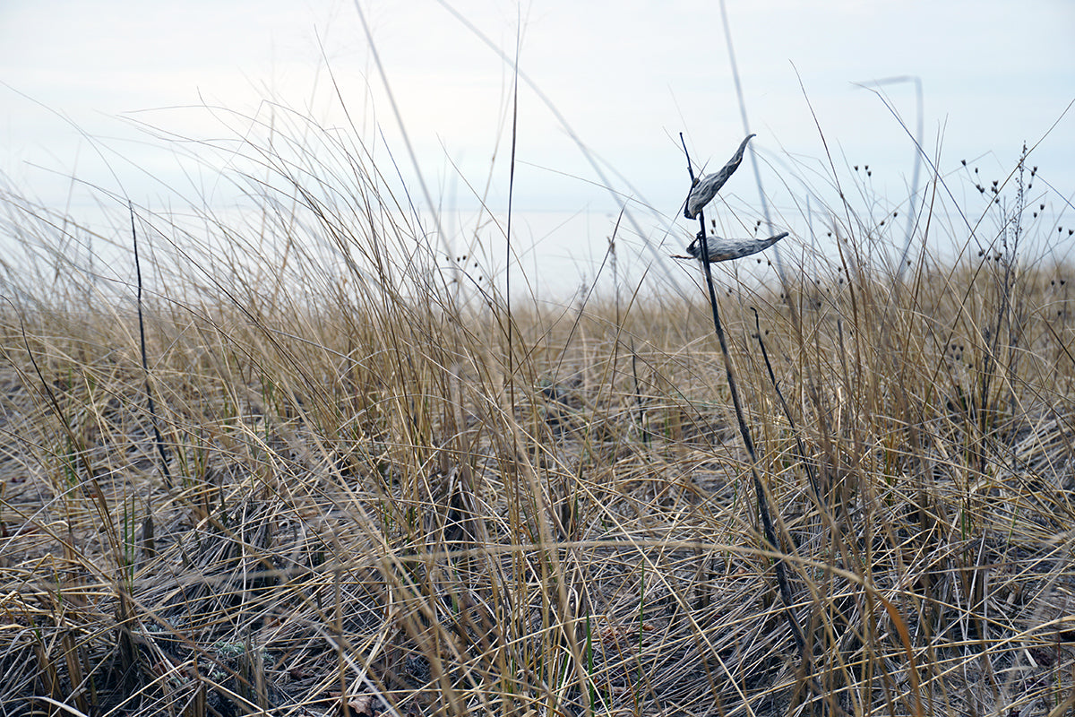 Free Winter Grasses in Dune Field Stock Photography