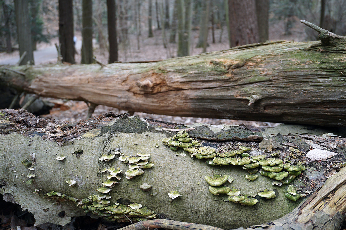 Free Fungi on Fallen Tree in Woods Stock Photography