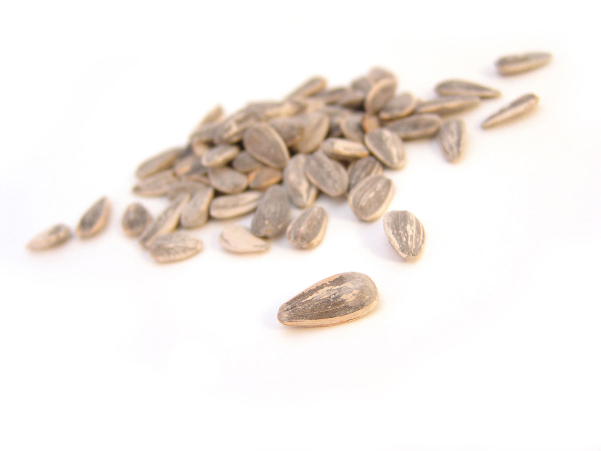 Free Sunflower Seeds on White Stock Photography