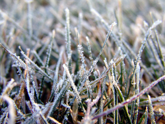 Free Frost on Grass Close-Up Stock Photography