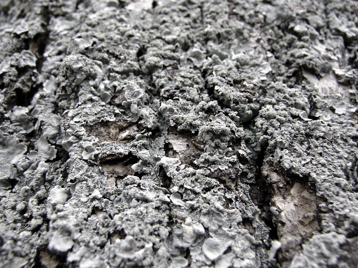 Free Close-Up of Tree Bark with Lichen Stock Photography