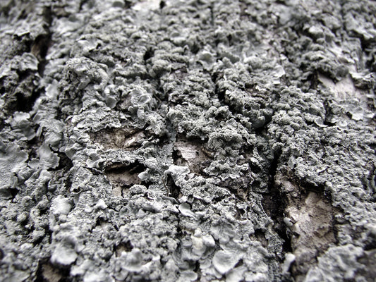 Free Close-Up of Tree Bark with Lichen Stock Photography