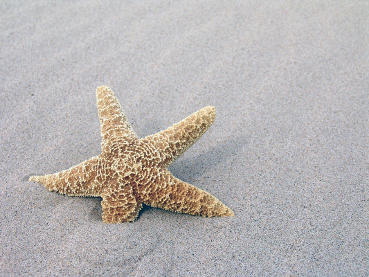 Free Starfish on Sandy Beach Stock Photography