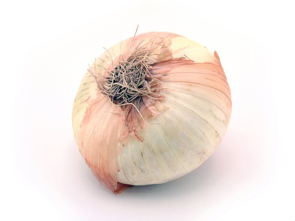 Free Whole Onion on White Background Stock Photography