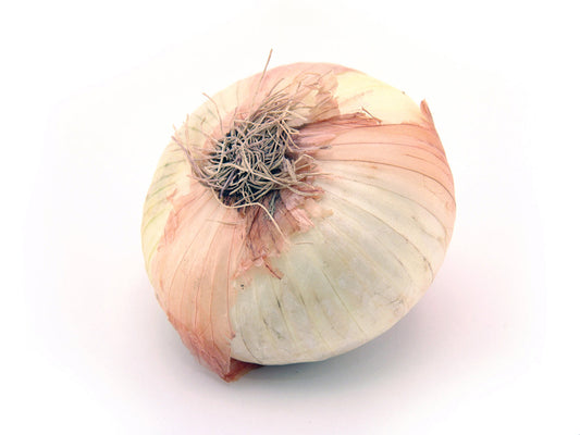 Free Whole Onion on White Background Stock Photography