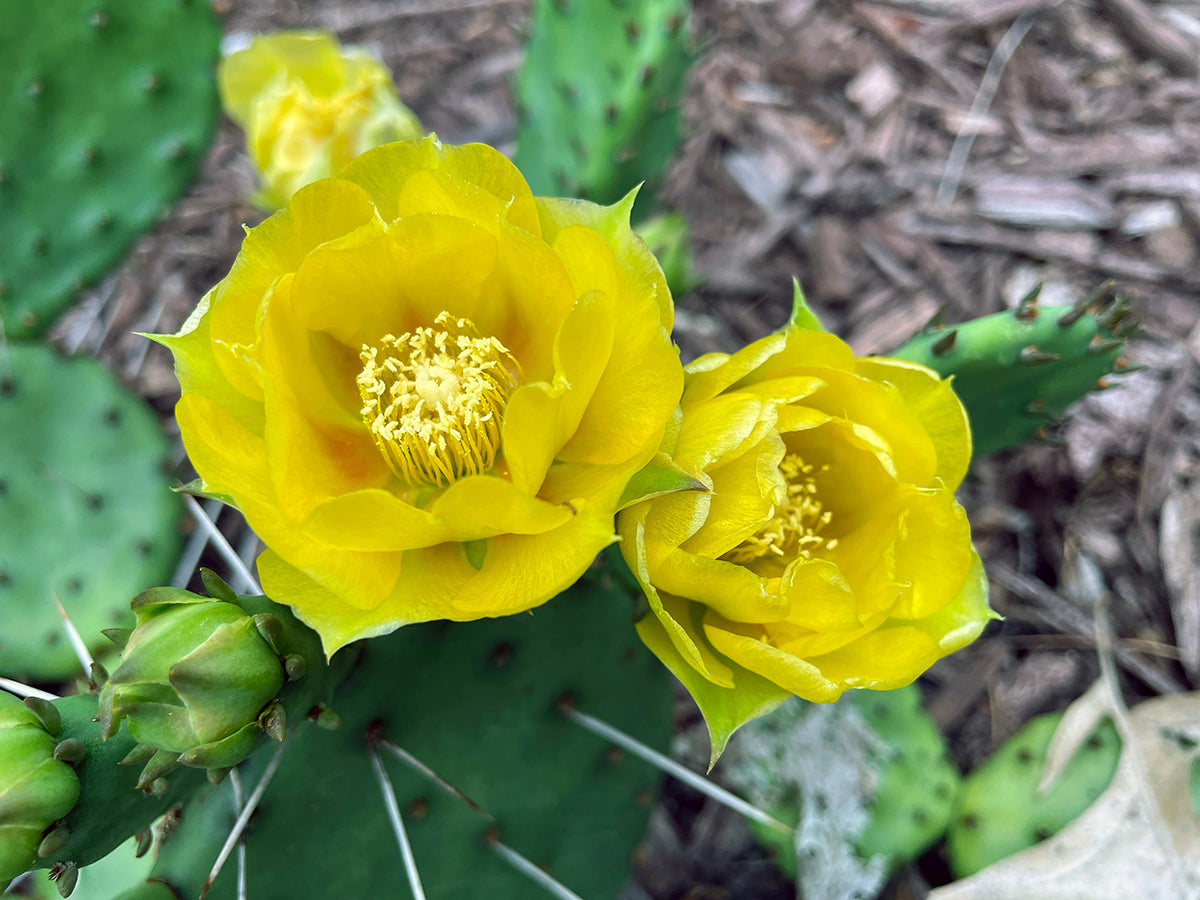 Free Yellow Cactus Blossoms Stock Photography