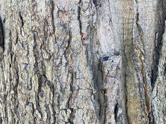 Free Tree Bark Close Up with Grooves Stock Photography