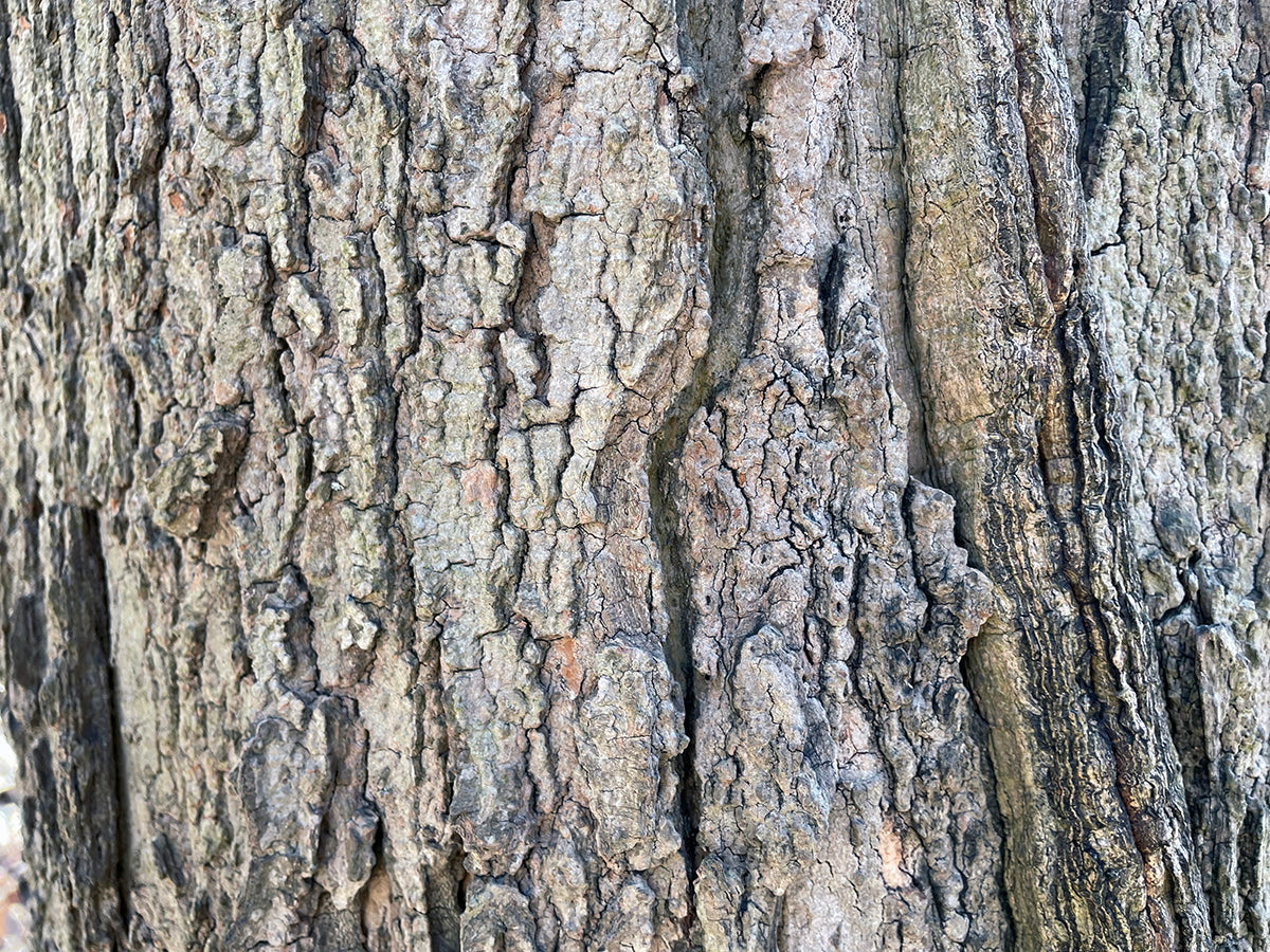 Free Vertical Bark Texture on Tree Trunk Stock Photography