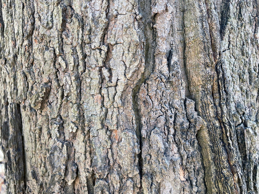 Free Vertical Bark Texture on Tree Trunk Stock Photography
