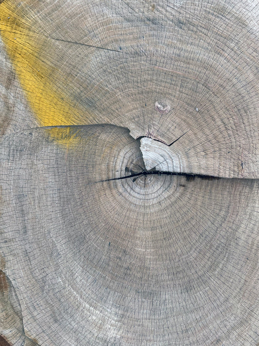 Free Tree Rings with Yellow Paint Stock Photography
