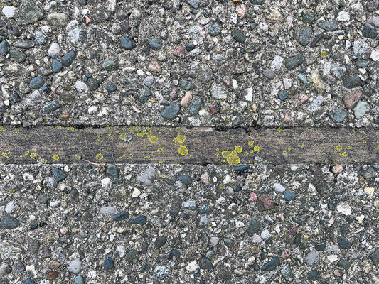 Free Pebbled Surface with Wooden Divider and Lichen Stock Photography
