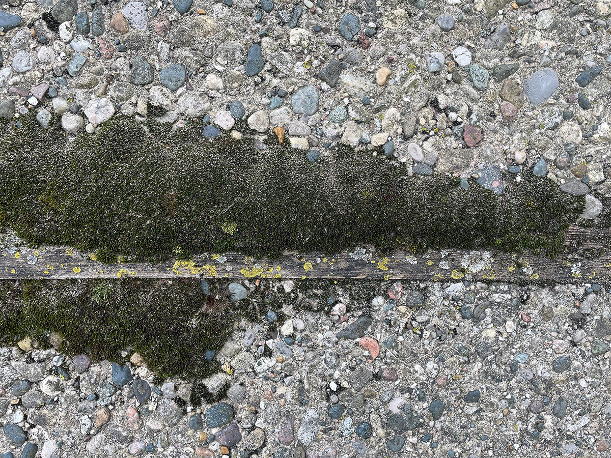 Free Moss on Pebbled Surface Stock Photography