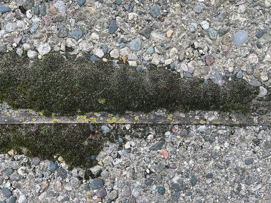 Free Moss on Pebbled Surface Stock Photography