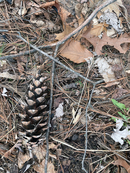 Free Pinecone and Leaves on Forest Floor Stock Photography