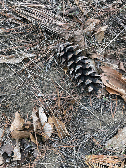Free Scattered Pine Needles and Pinecone Stock Photography