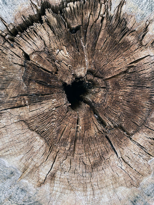 Free Tree Stump Center Rings Stock Photography