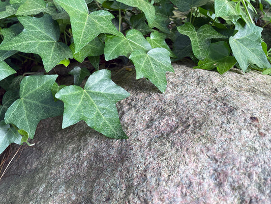 Free Ivy Leaves on Rock Surface Stock Photography