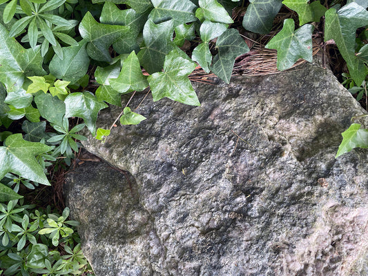 Free Ivy Plant Over Large Rock Stock Photography