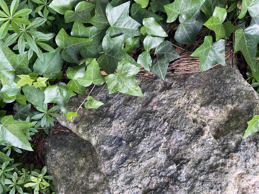 Free Ivy-Covered Rock with Pine Needles Stock Photography