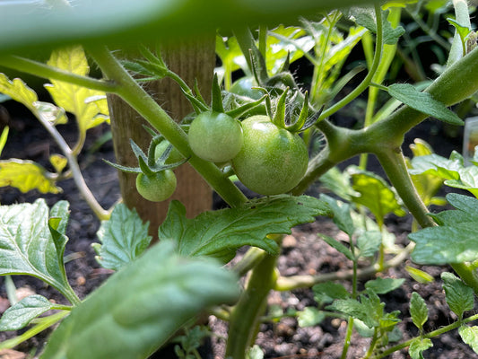 Free Young Green Tomatoes on Vine Stock Photography