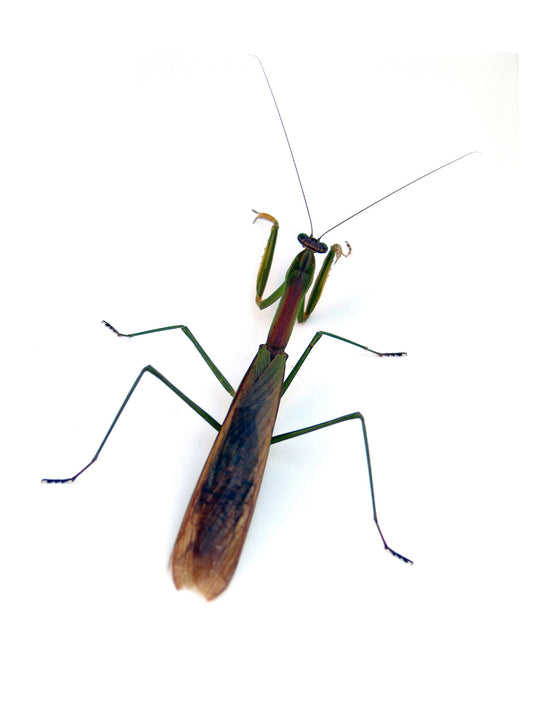 Free Praying Mantis on White Background Stock Photography