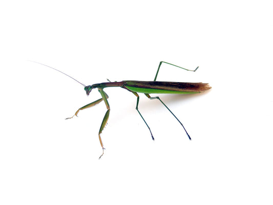 Free Side View of a Praying Mantis Stock Photography