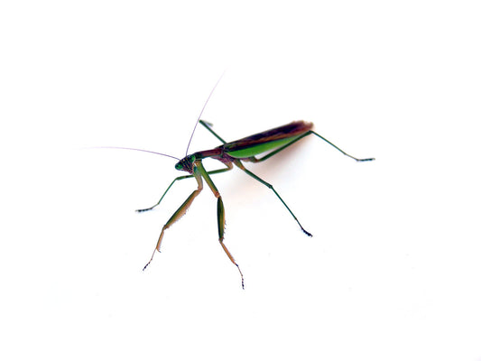 Free Three-Quarter View of Praying Mantis Stock Photography