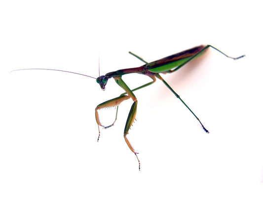 Free Praying Mantis with Raised Front Legs Stock Photography