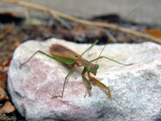 Free Praying Mantis on Rock Stock Photography