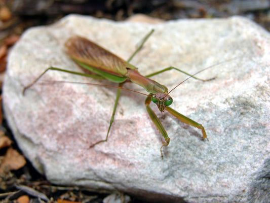 Free Side View of Mantis on Rock Stock Photography